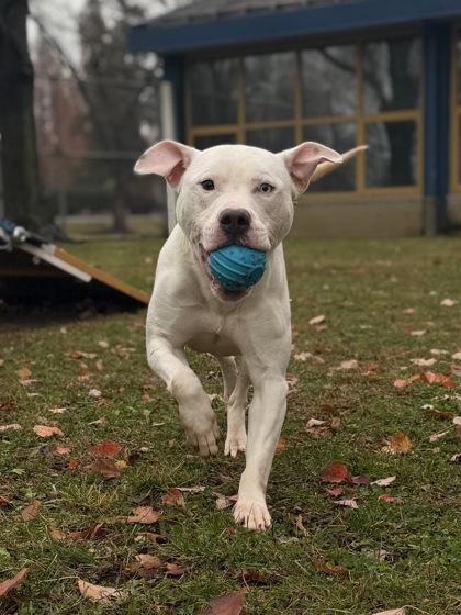 Ghost, Adoptable, Adult Male Pit Bull Terrier & Mixed Breed.