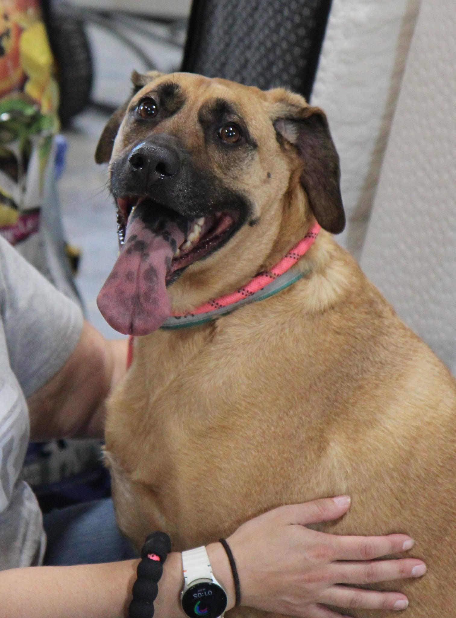 Gracie, a Adoptable mixed breed in Plain City, OH image 1/6