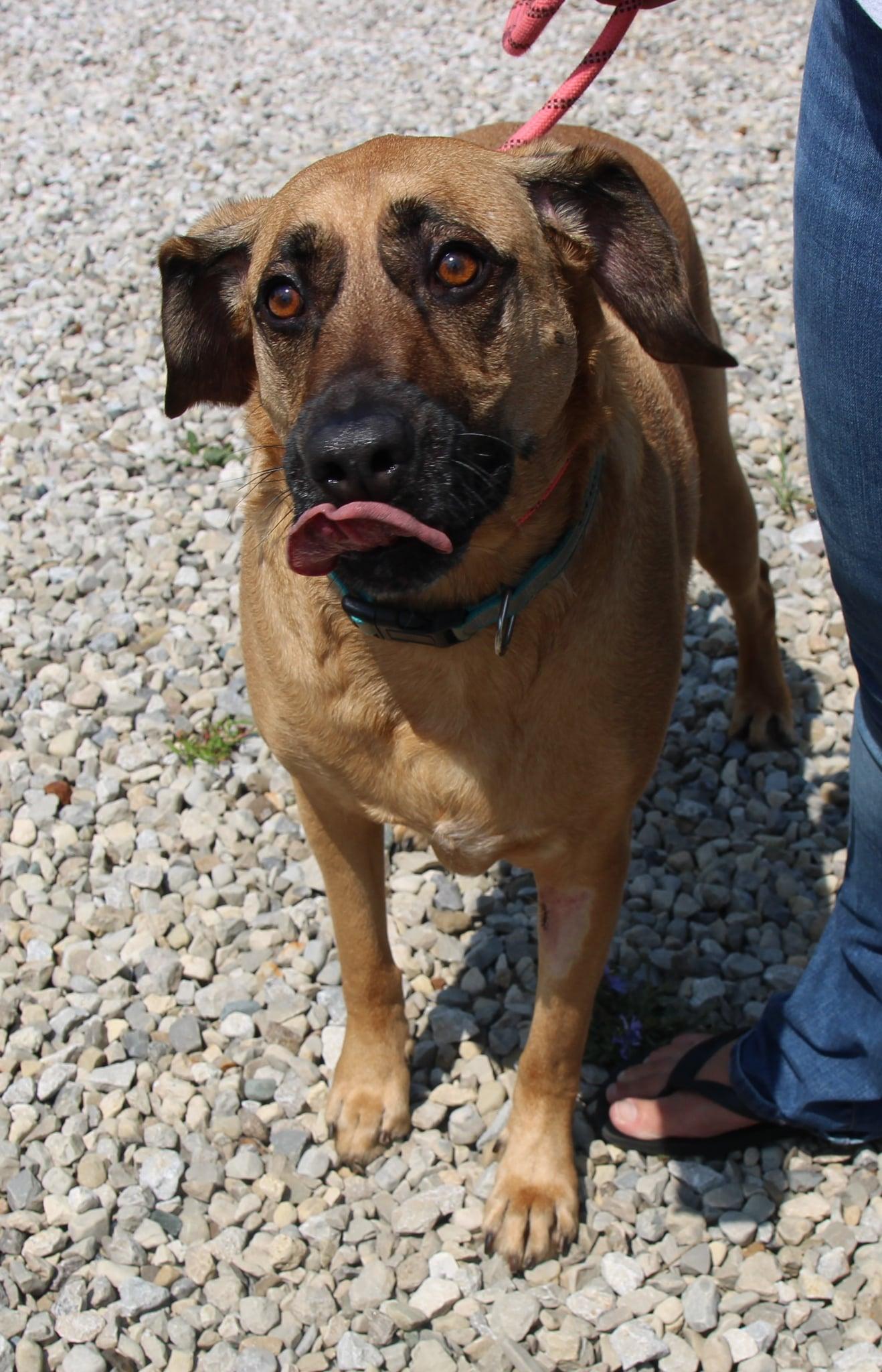 Gracie, a Adoptable mixed breed in Plain City, OH image 2/6