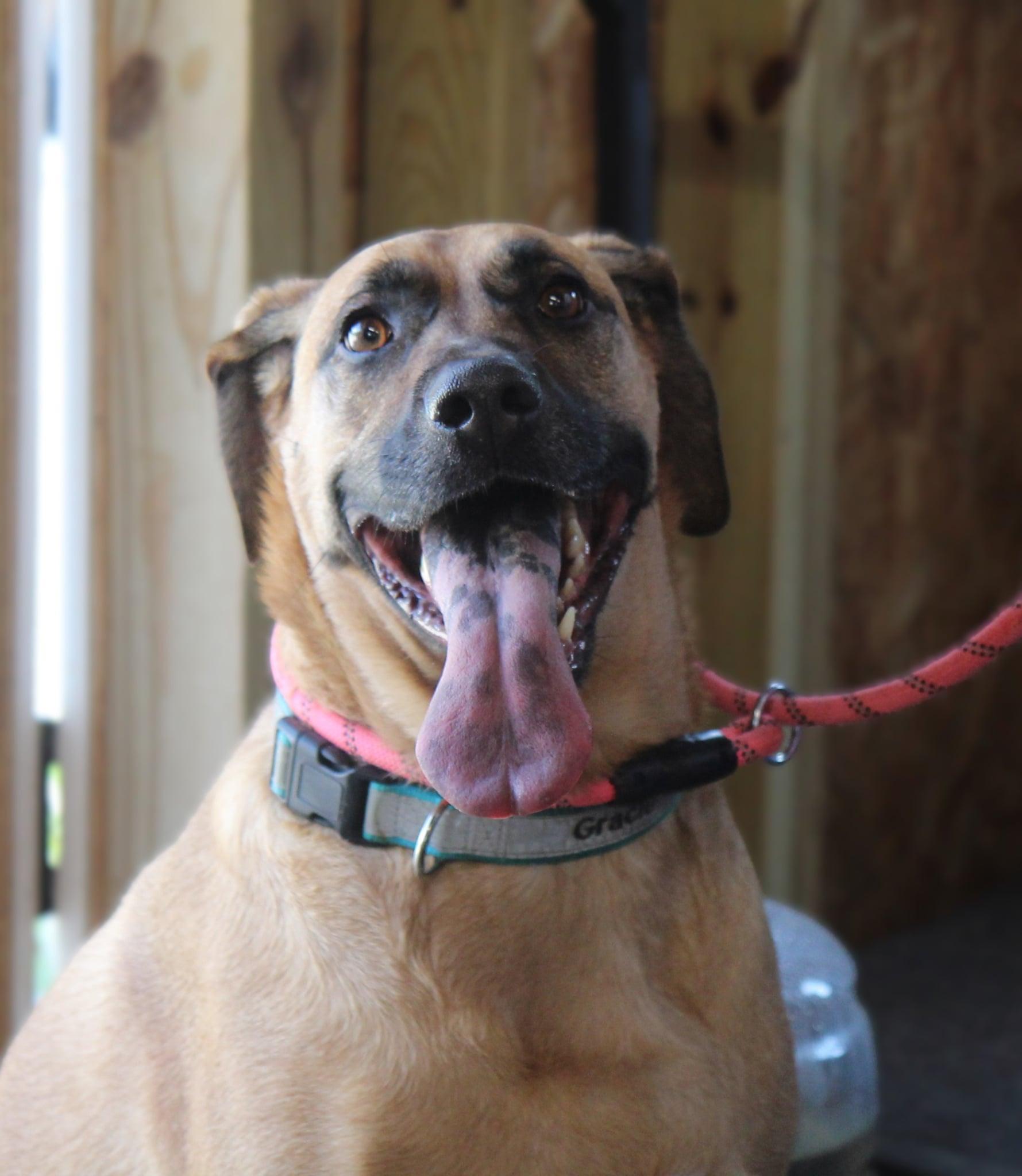 Gracie, a Adoptable mixed breed in Plain City, OH image 3/6