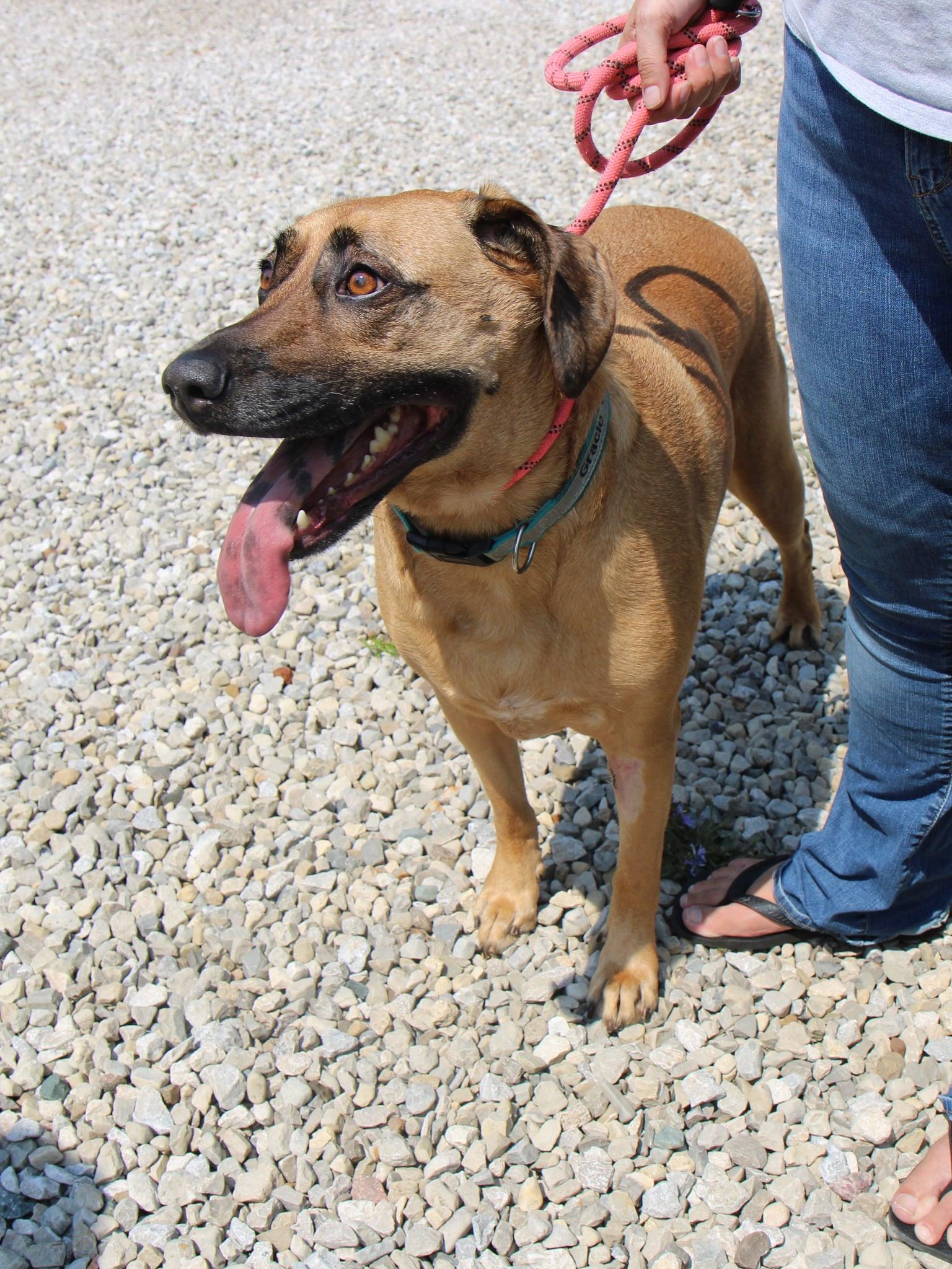 Gracie, a Adoptable mixed breed in Plain City, OH image 4/6