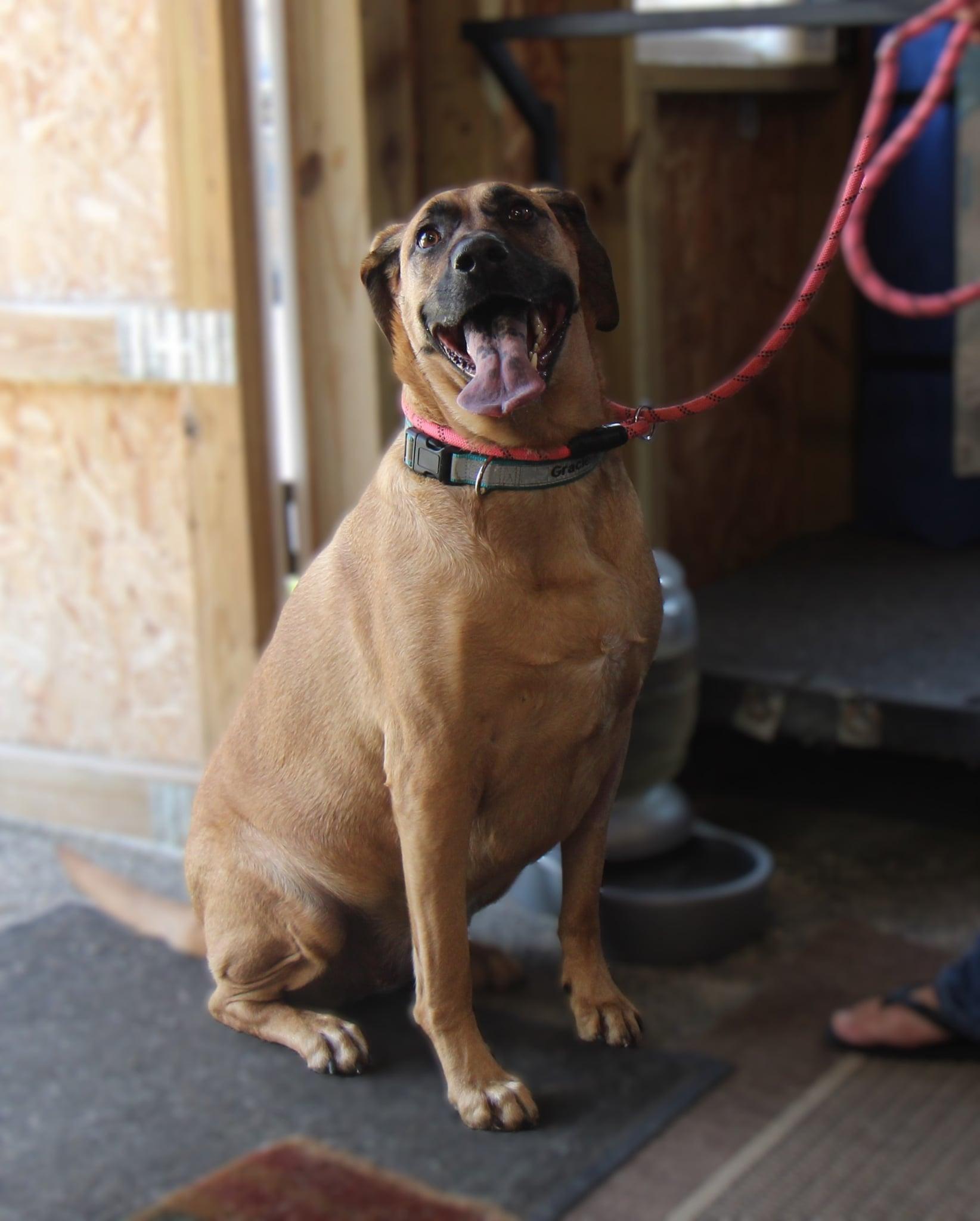 Gracie, a Adoptable mixed breed in Plain City, OH image 5/6