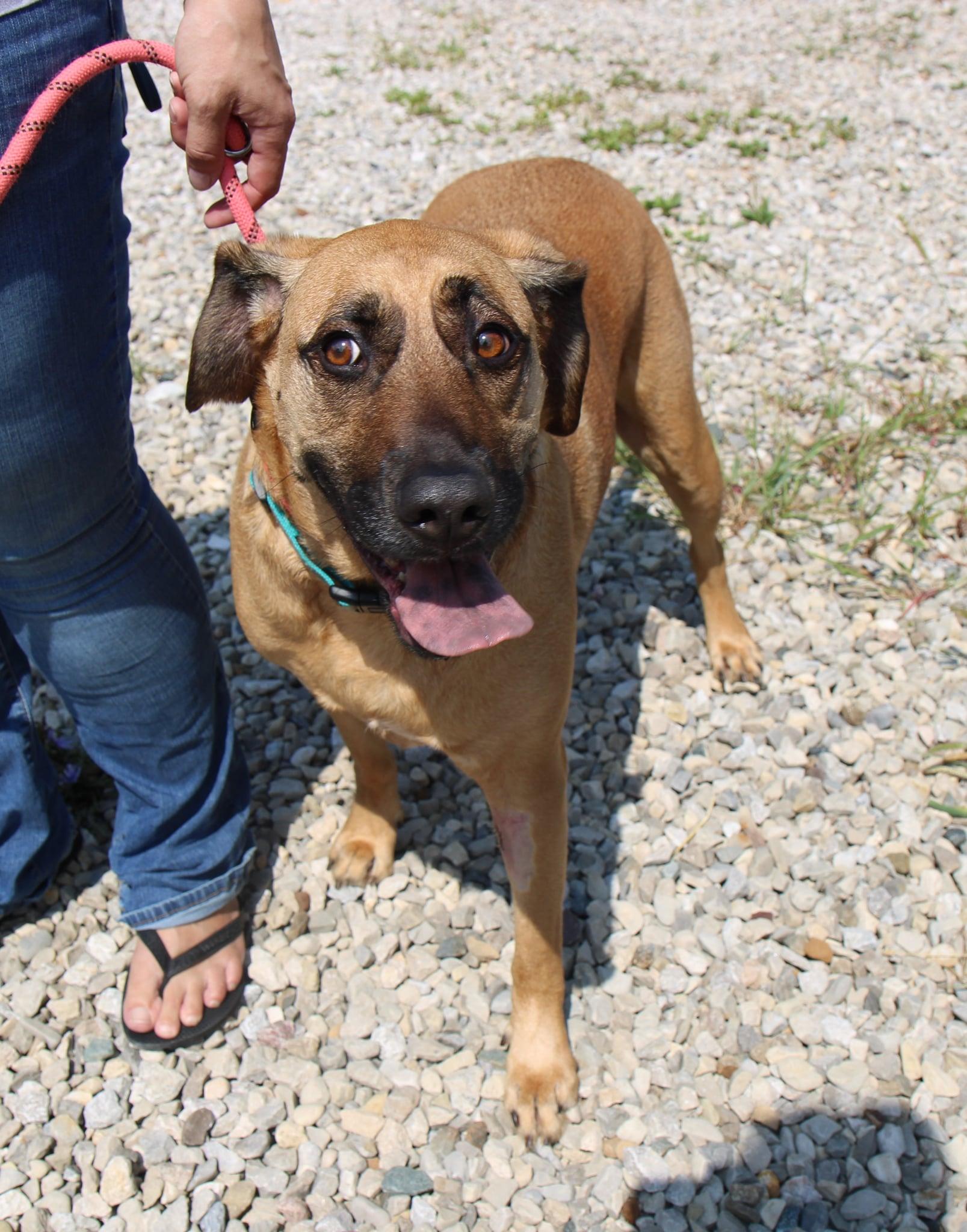 Gracie, a Adoptable mixed breed in Plain City, OH image 6/6