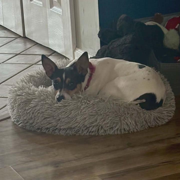 Enlarge Mama B, a Adoptable Rat Terrier in Lexington, KY image 4/6