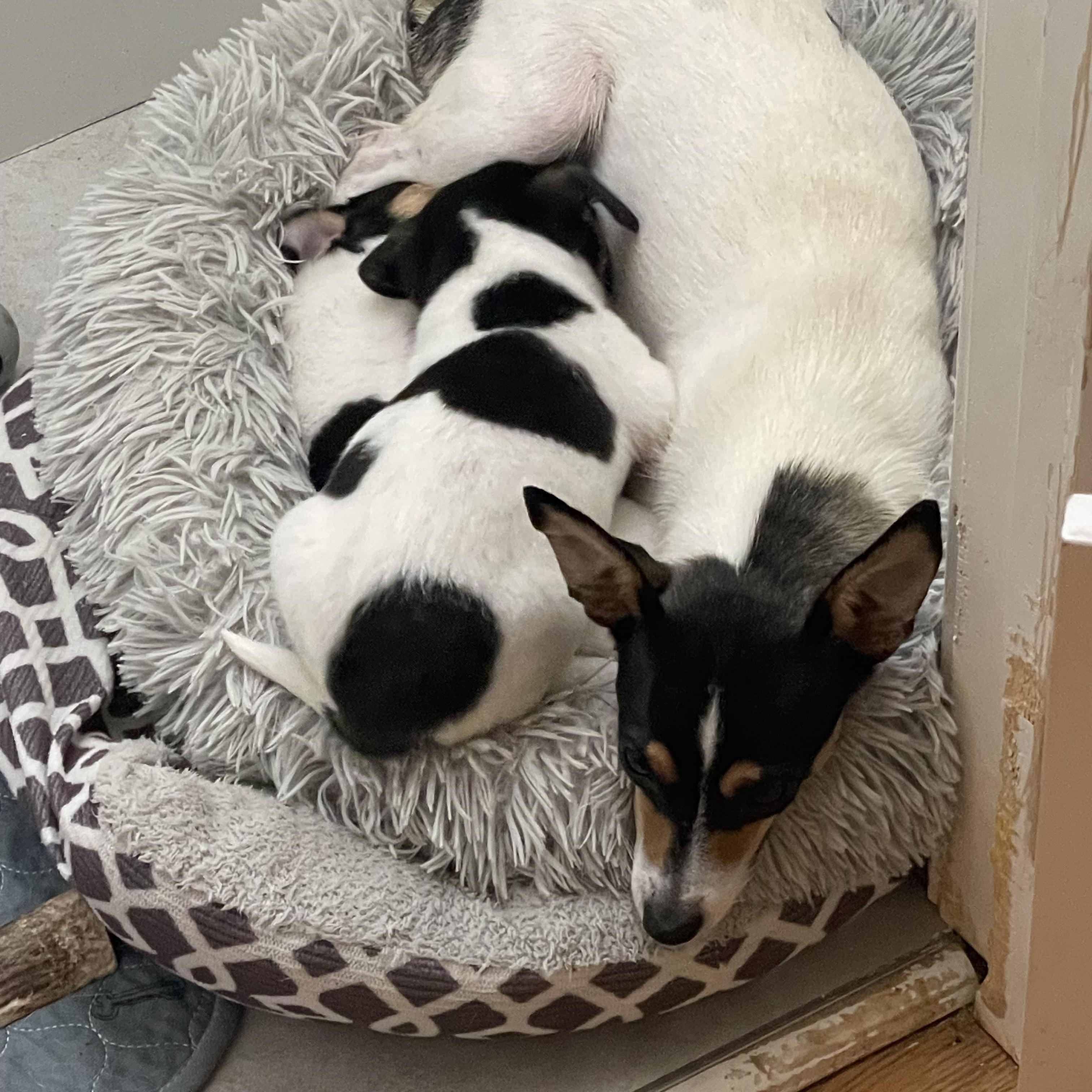 Enlarge Mama B, a Adoptable Rat Terrier in Lexington, KY image 2/5