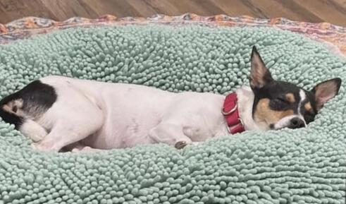 Enlarge Mama B, a Adoptable Rat Terrier in Lexington, KY image 5/6