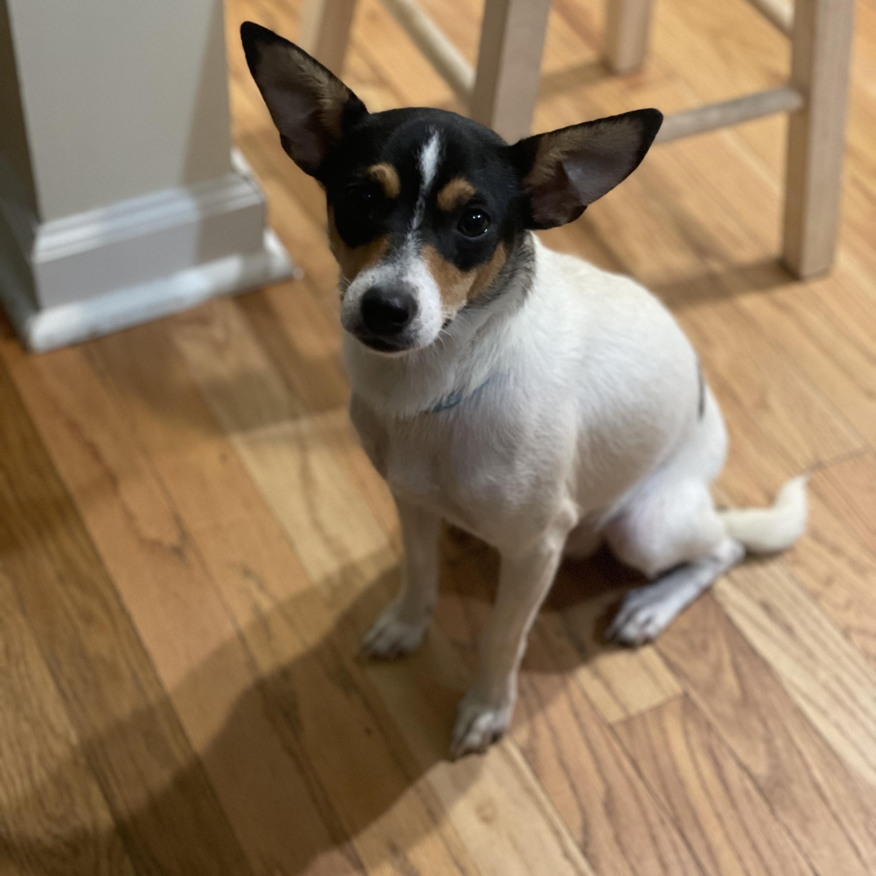 Mama B, Adoptable, Adult Female Rat Terrier.