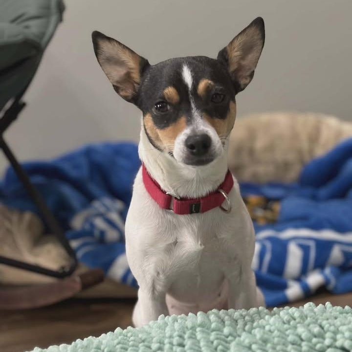 Mama B, Adoptable, Adult Female Rat Terrier.