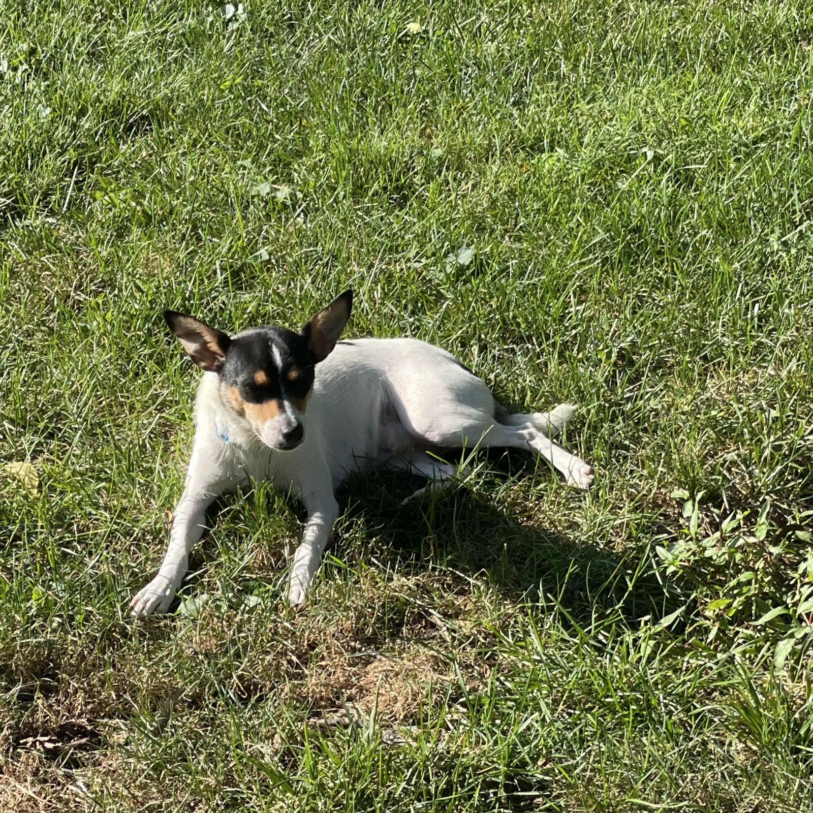 Enlarge Mama B, a Adoptable Rat Terrier in Lexington, KY image 5/5