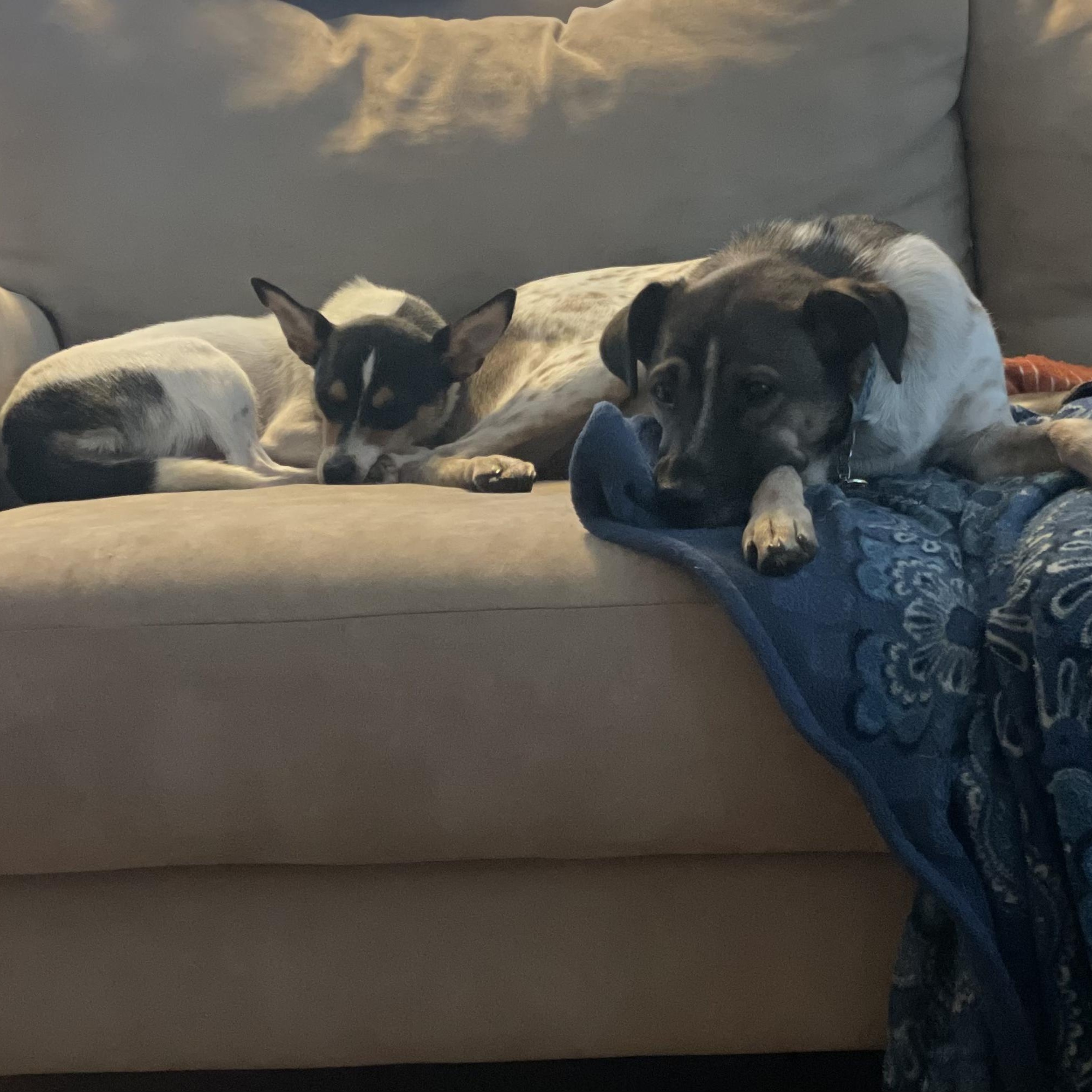 Enlarge Mama B, a Adoptable Rat Terrier in Lexington, KY image 4/5