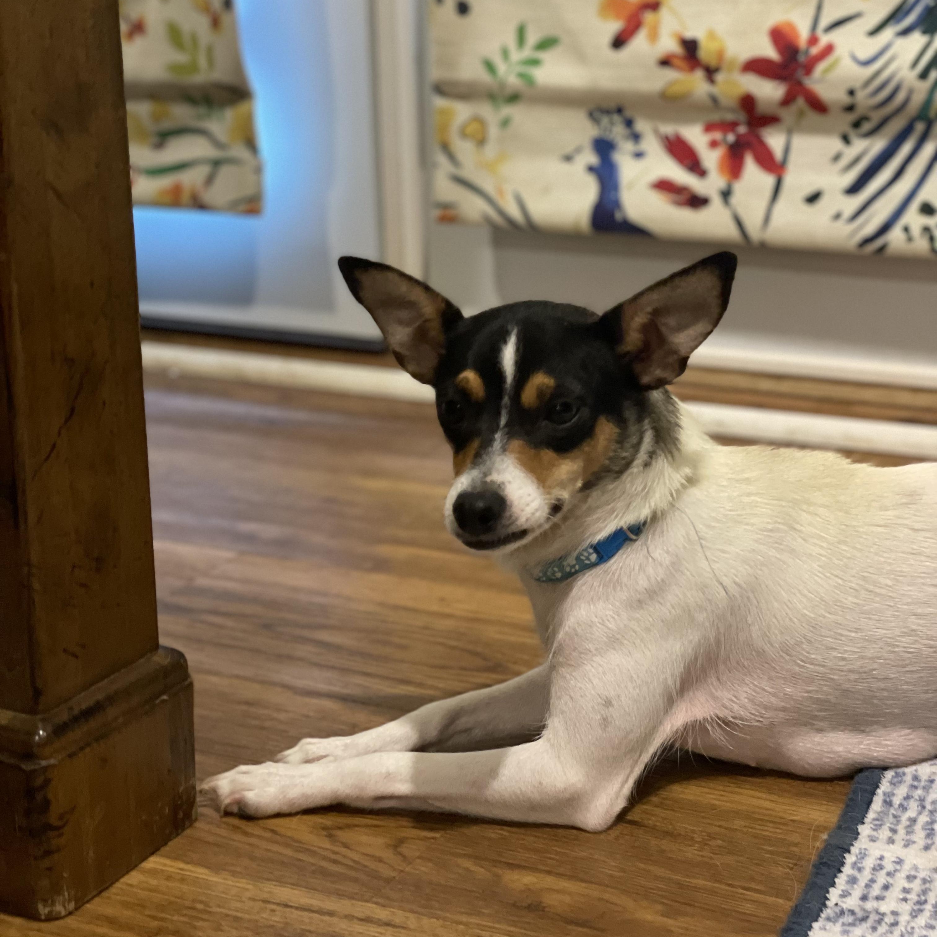 Enlarge Mama B, a Adoptable Rat Terrier in Lexington, KY image 3/5