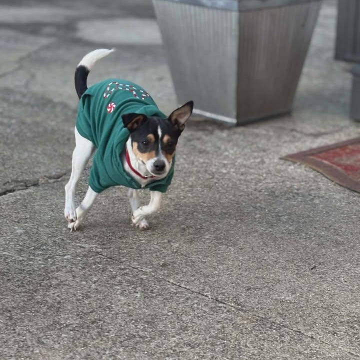 Enlarge Mama B, a Adoptable Rat Terrier in Lexington, KY image 3/6