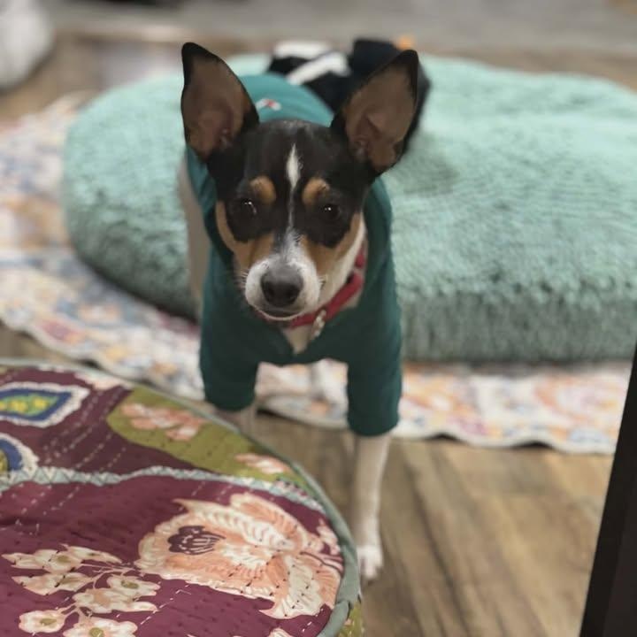 Enlarge Mama B, a Adoptable Rat Terrier in Lexington, KY image 6/6