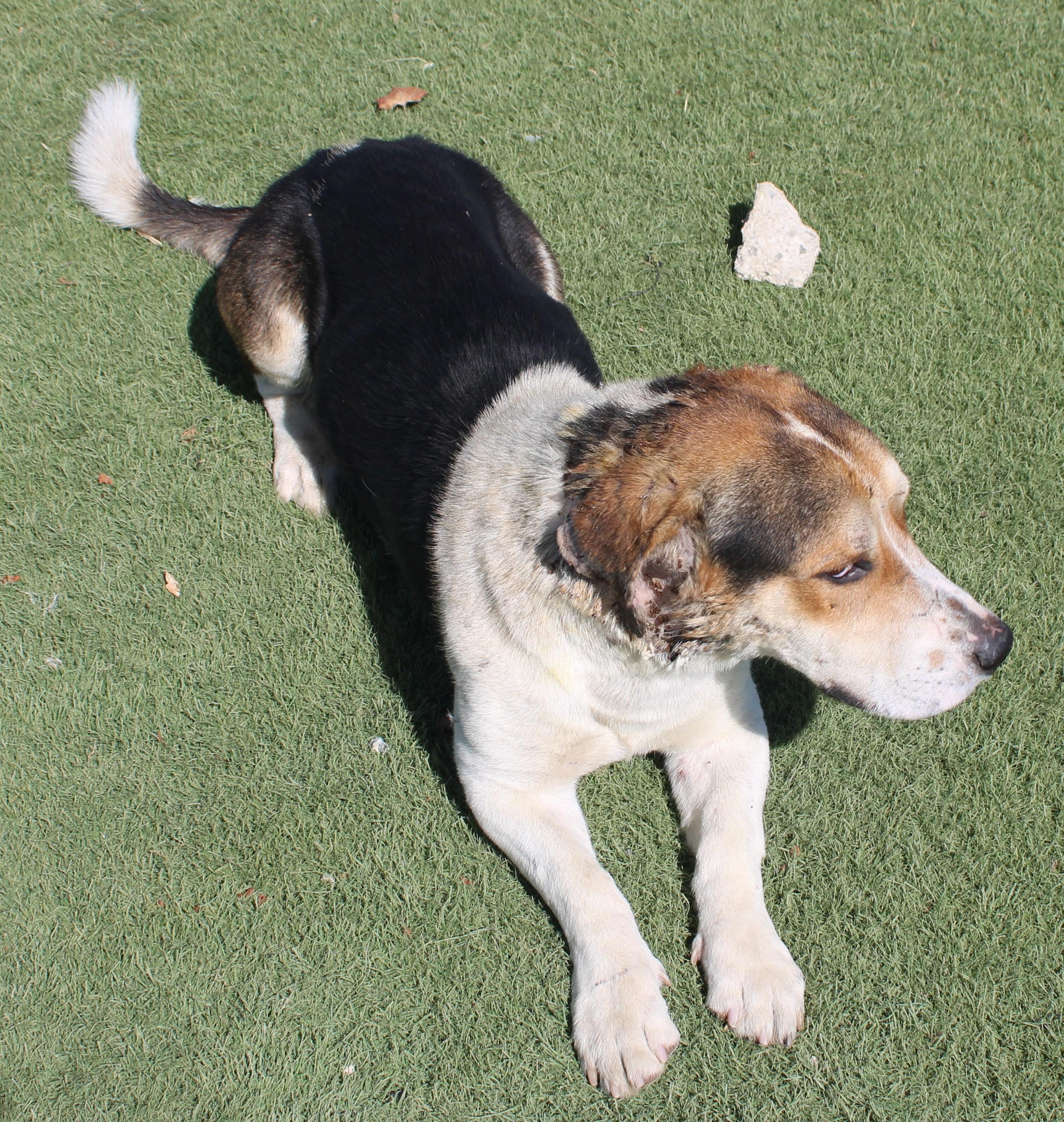 LENO (AVAILABLE SEPT 4), a ADOPTABLE mixed breed in Wasco, CA image 5/6