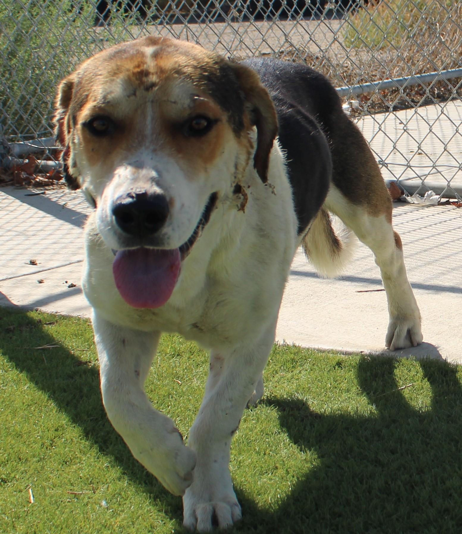 LENO (AVAILABLE SEPT 4), a ADOPTABLE mixed breed in Wasco, CA image 2/6