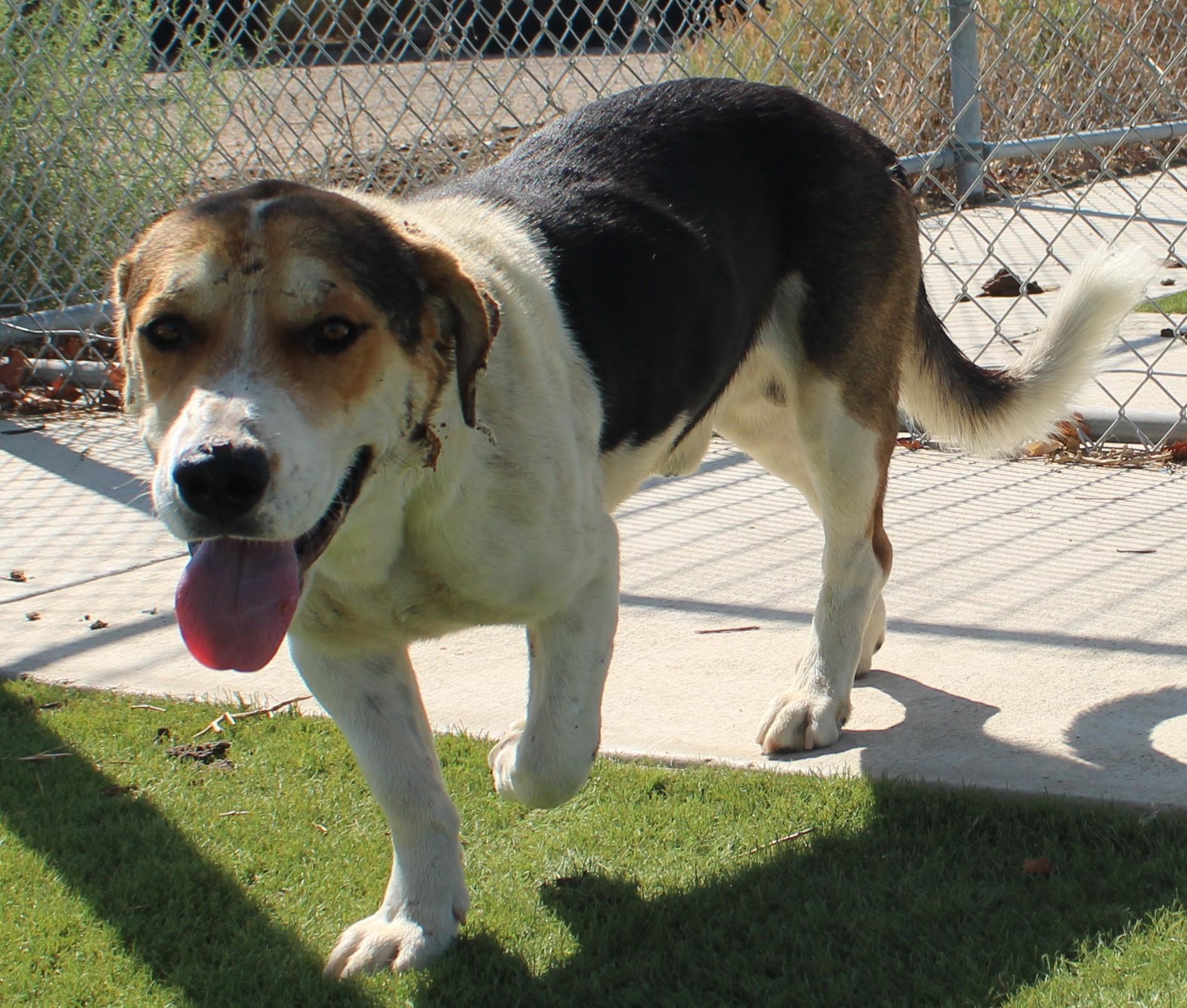 LENO (AVAILABLE SEPT 4), a ADOPTABLE mixed breed in Wasco, CA image 4/6