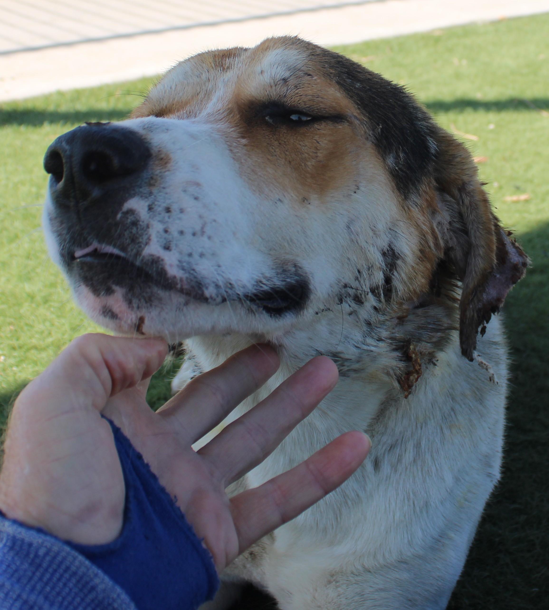 LENO (AVAILABLE SEPT 4), a ADOPTABLE mixed breed in Wasco, CA image 3/6