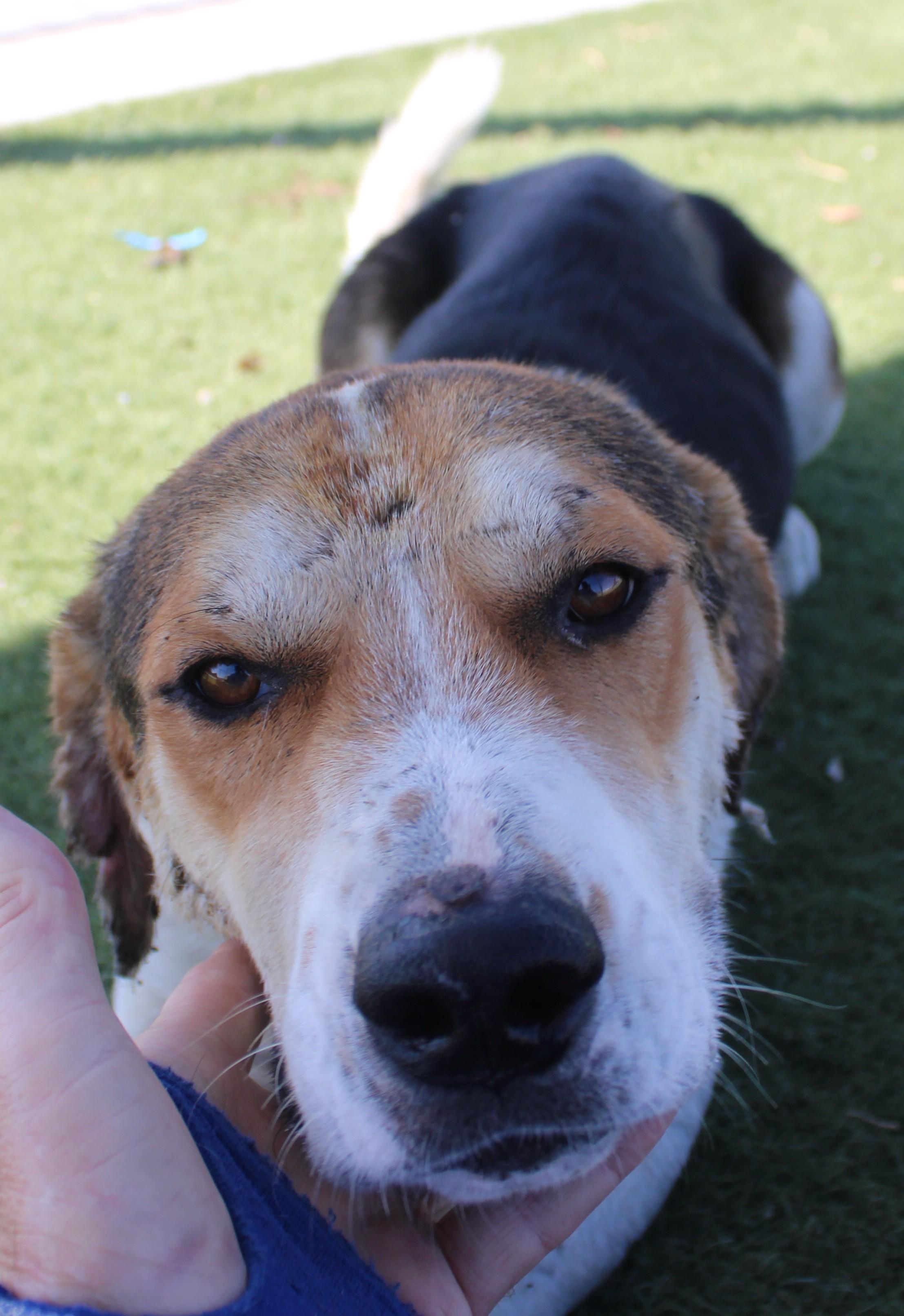 LENO (AVAILABLE SEPT 4), ADOPTABLE, Young Male Beagle.