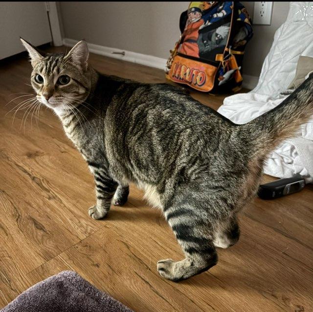 Enlarge Roni, a Adopted Tabby in woodbridge, VA image 1/2