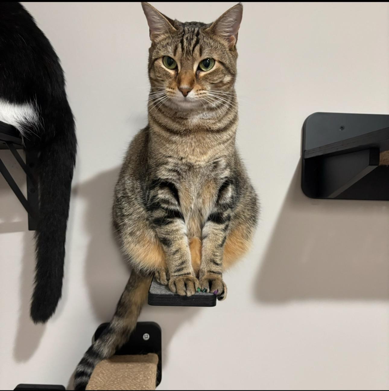 Enlarge Roni, a Adopted Tabby in woodbridge, VA image 2/2