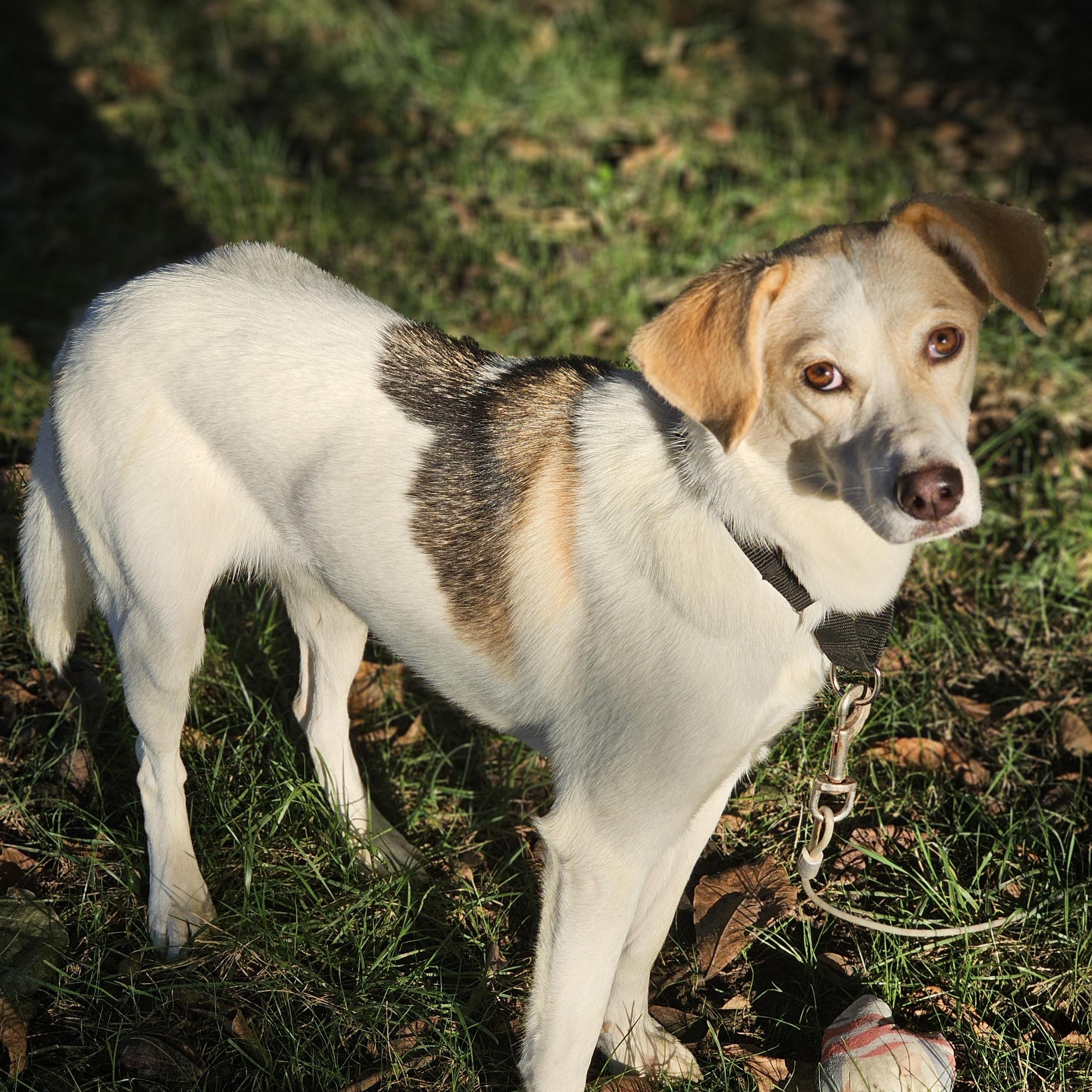Enlarge Khloe so il, a Adoptable mixed breed in MURPHYSBORO , IL image 5/6