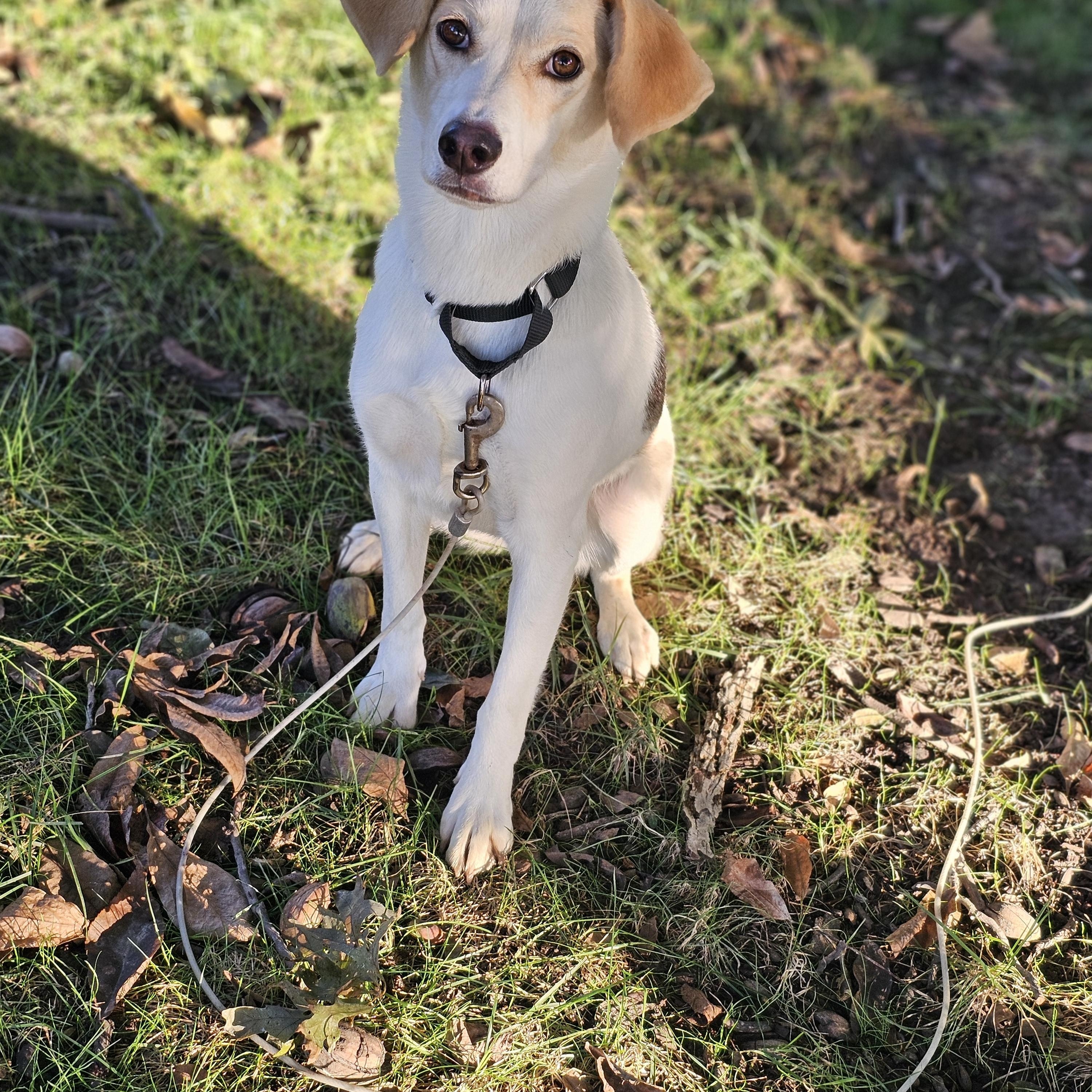 Enlarge Khloe so il, a Adoptable mixed breed in MURPHYSBORO , IL image 2/6