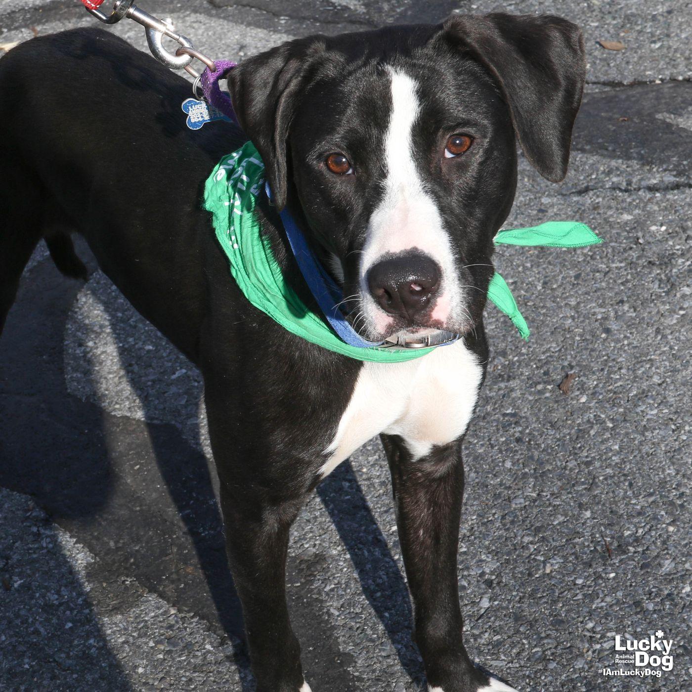 Enlarge Lily, a Adoptable mixed breed in Washington, DC image 1/3
