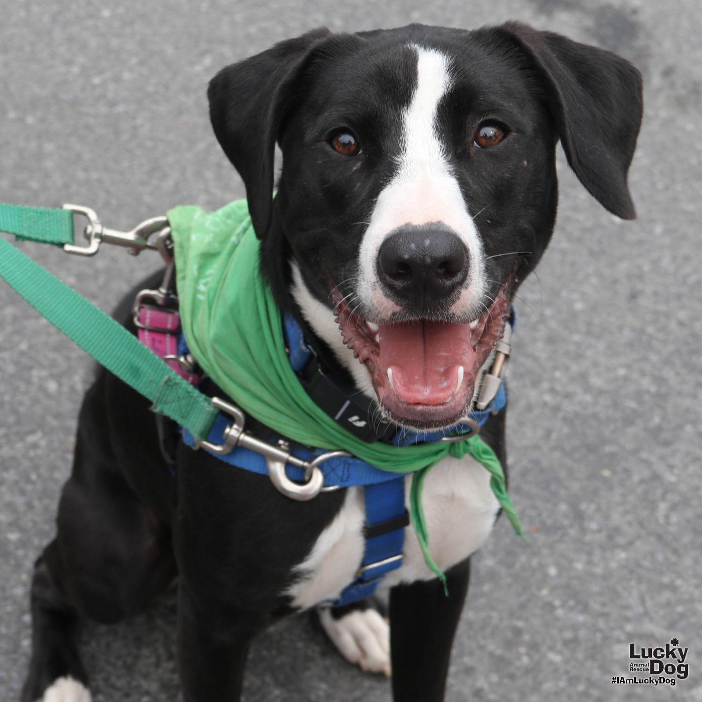 Enlarge Lily, a Adoptable mixed breed in Washington, DC image 2/3