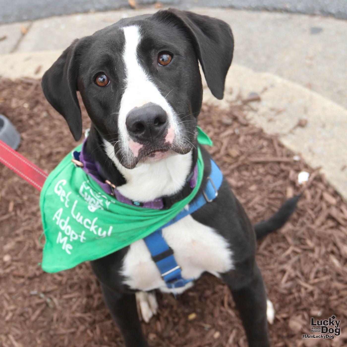 Lily, a Adoptable mixed breed in Washington, DC image 2/3
