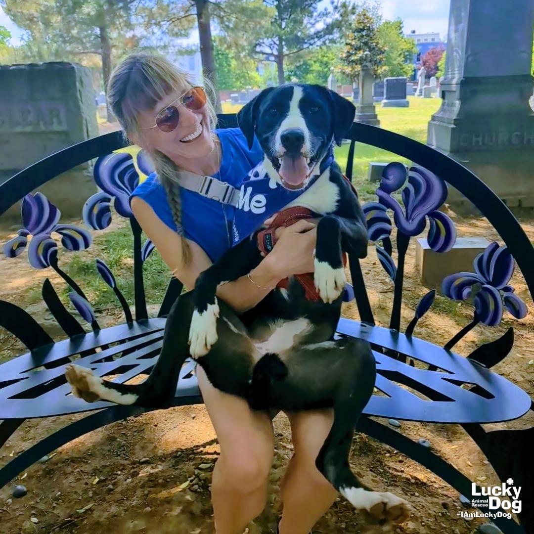 Lily, Adoptable, Young Female Labrador Retriever & Border Collie.