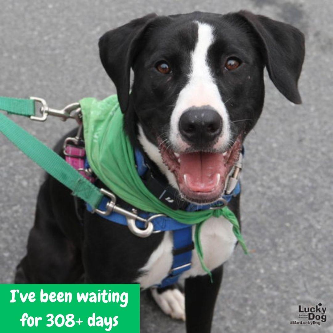 Lily, a Adoptable mixed breed in Washington, DC image 2/3