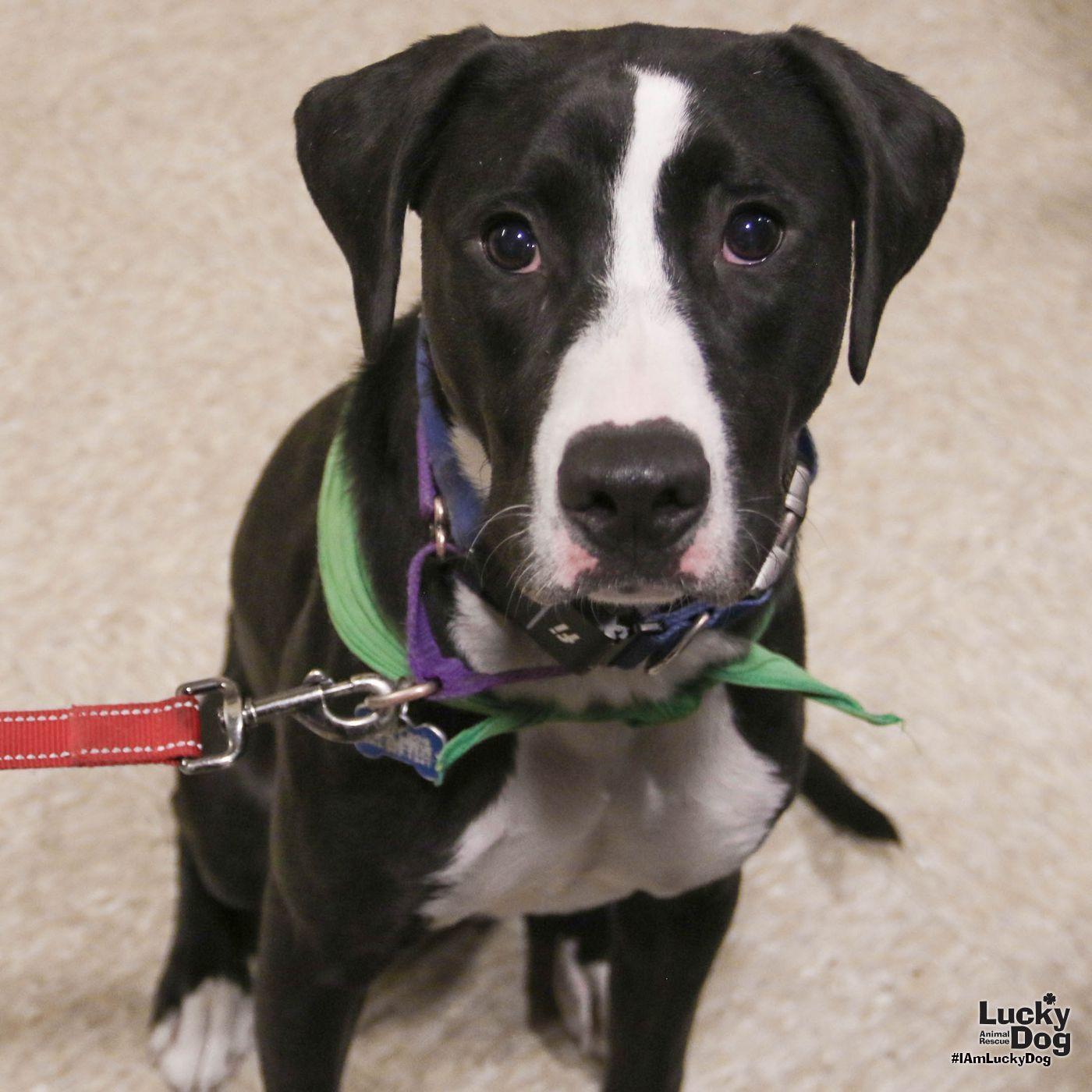 Enlarge Lily, a Adoptable mixed breed in Washington, DC image 2/3