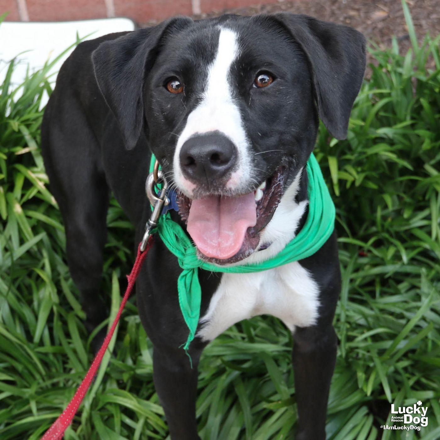 Enlarge Lily, a Adoptable mixed breed in Washington, DC image 2/3