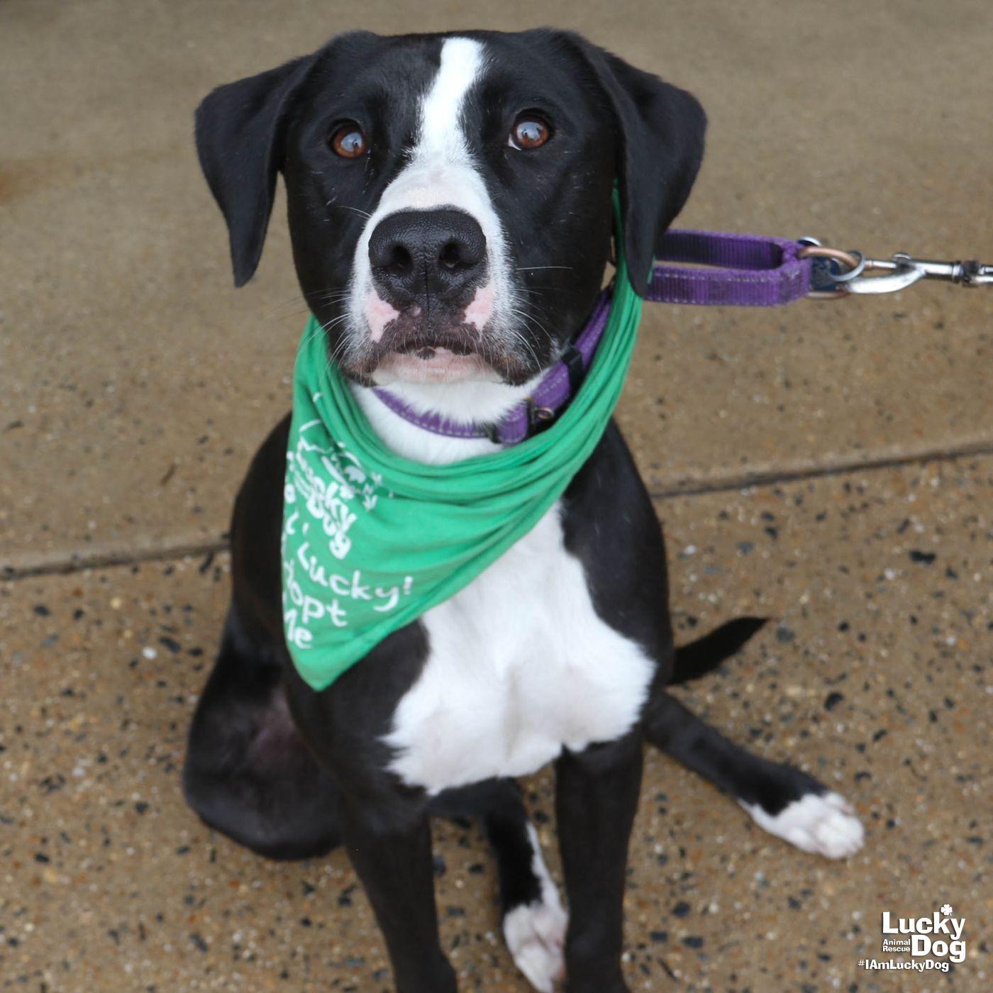 Lily, Adoptable, Young Female Labrador Retriever & Border Collie.