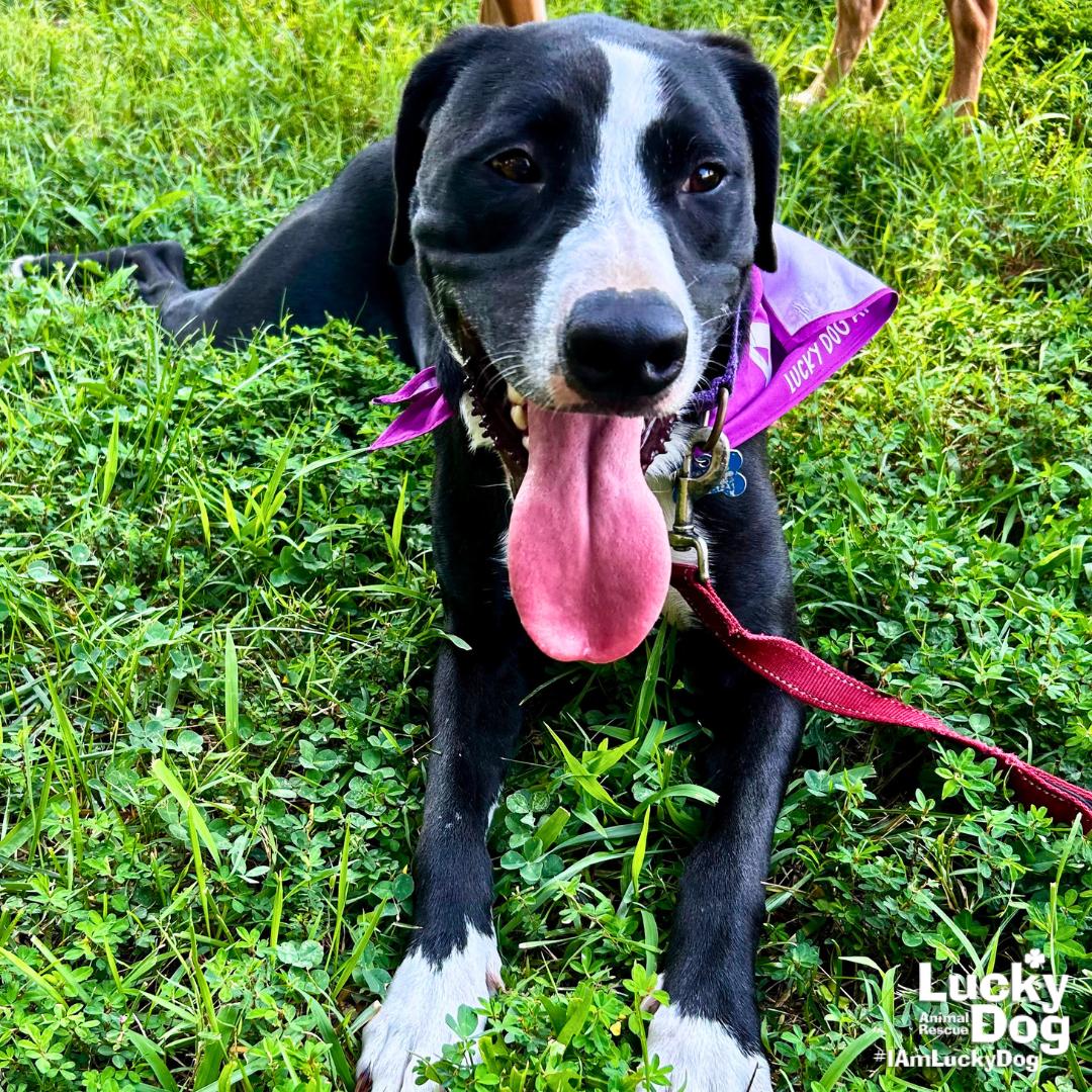 Lily, a Adoptable mixed breed in Washington, DC image 3/3
