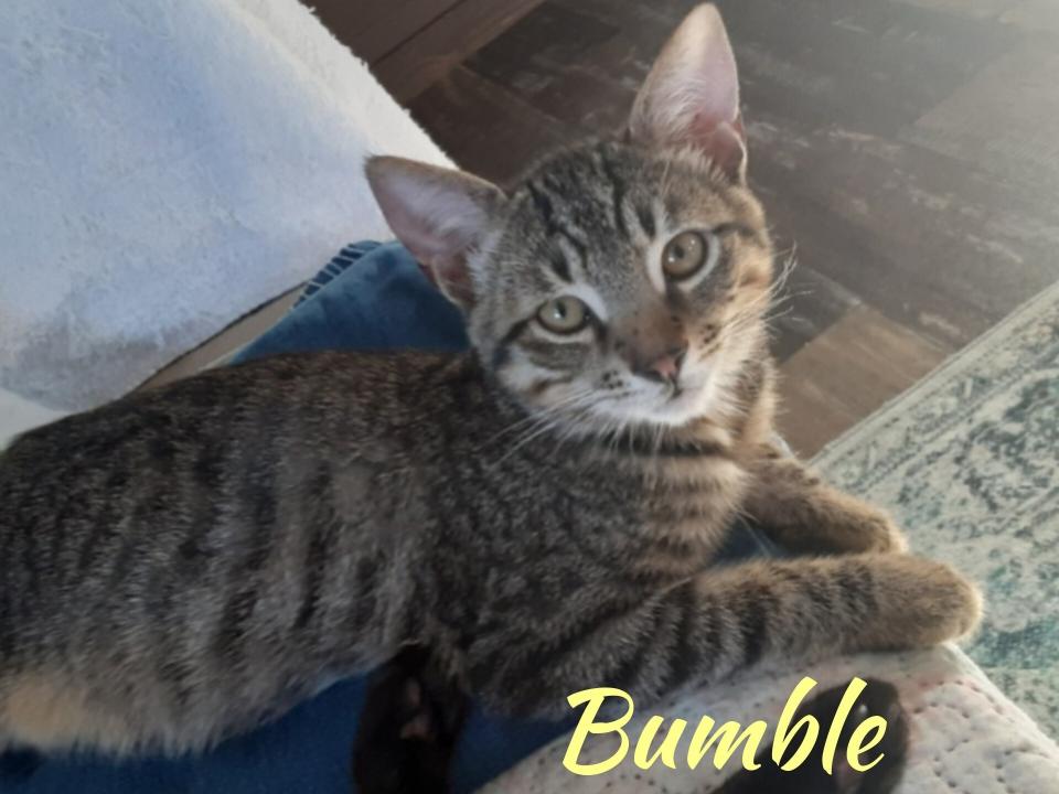 Bumble