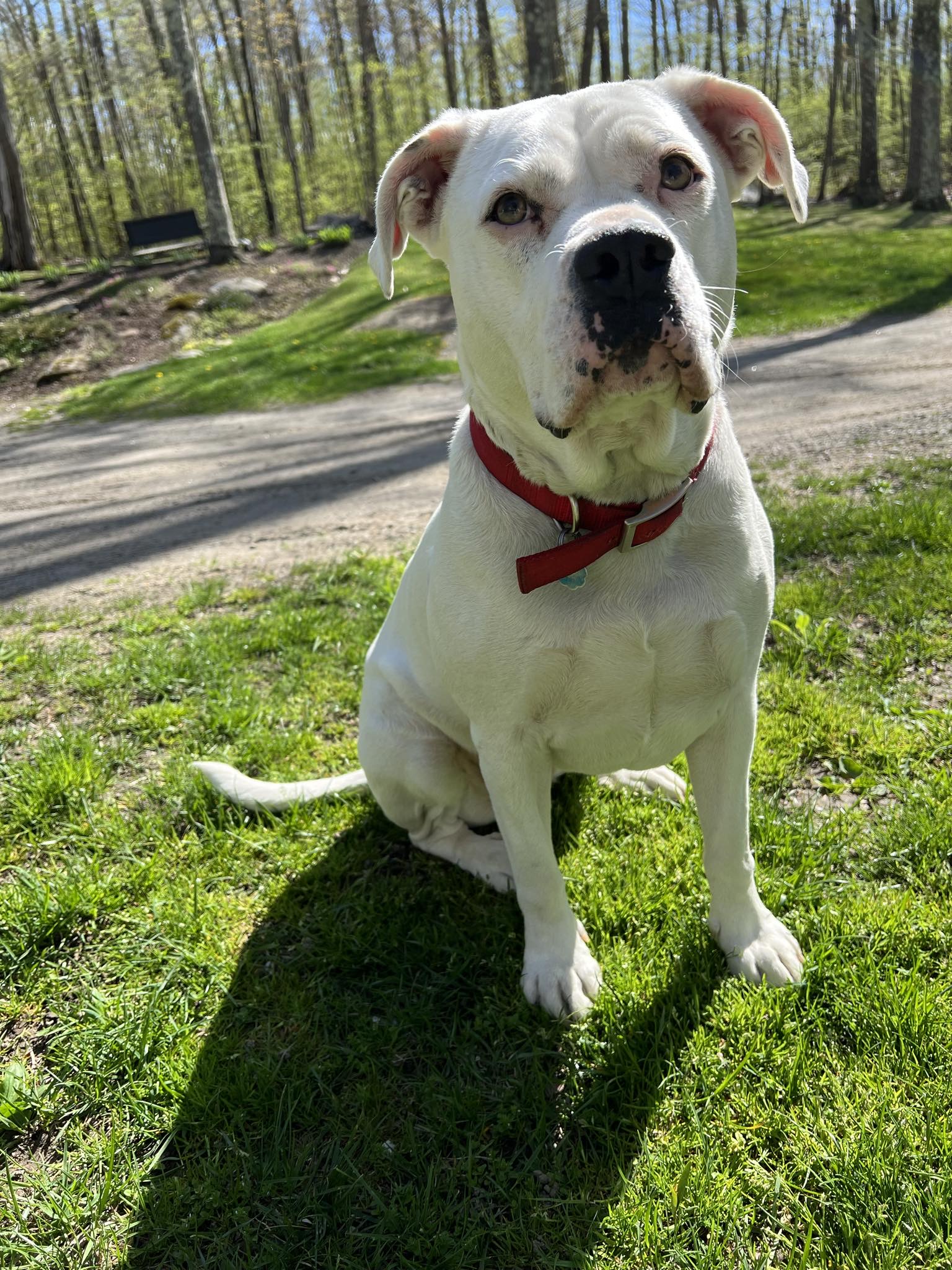 Daisy, a Adoptable mixed breed in Hillsdale, NY image 1/5