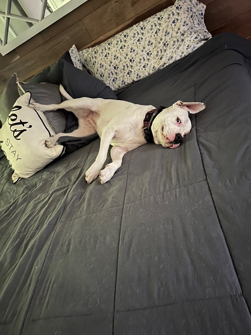 Daisy, an adoptable American Bulldog in Hillsdale, NY, 12529 | Photo Image 2