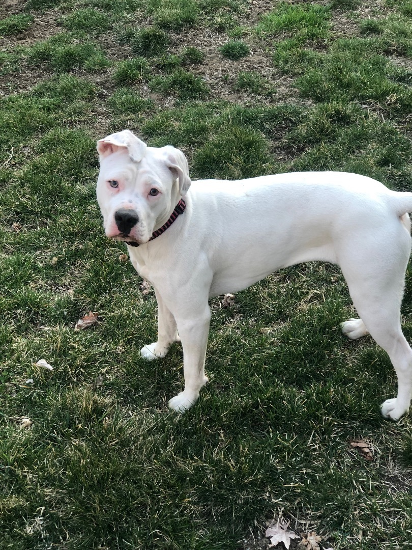 Daisy, an adoptable American Bulldog in Hillsdale, NY, 12529 | Photo Image 3