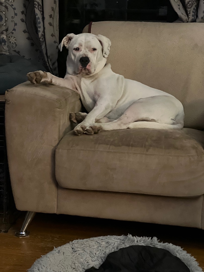 Daisy, an adoptable American Bulldog in Hillsdale, NY, 12529 | Photo Image 4