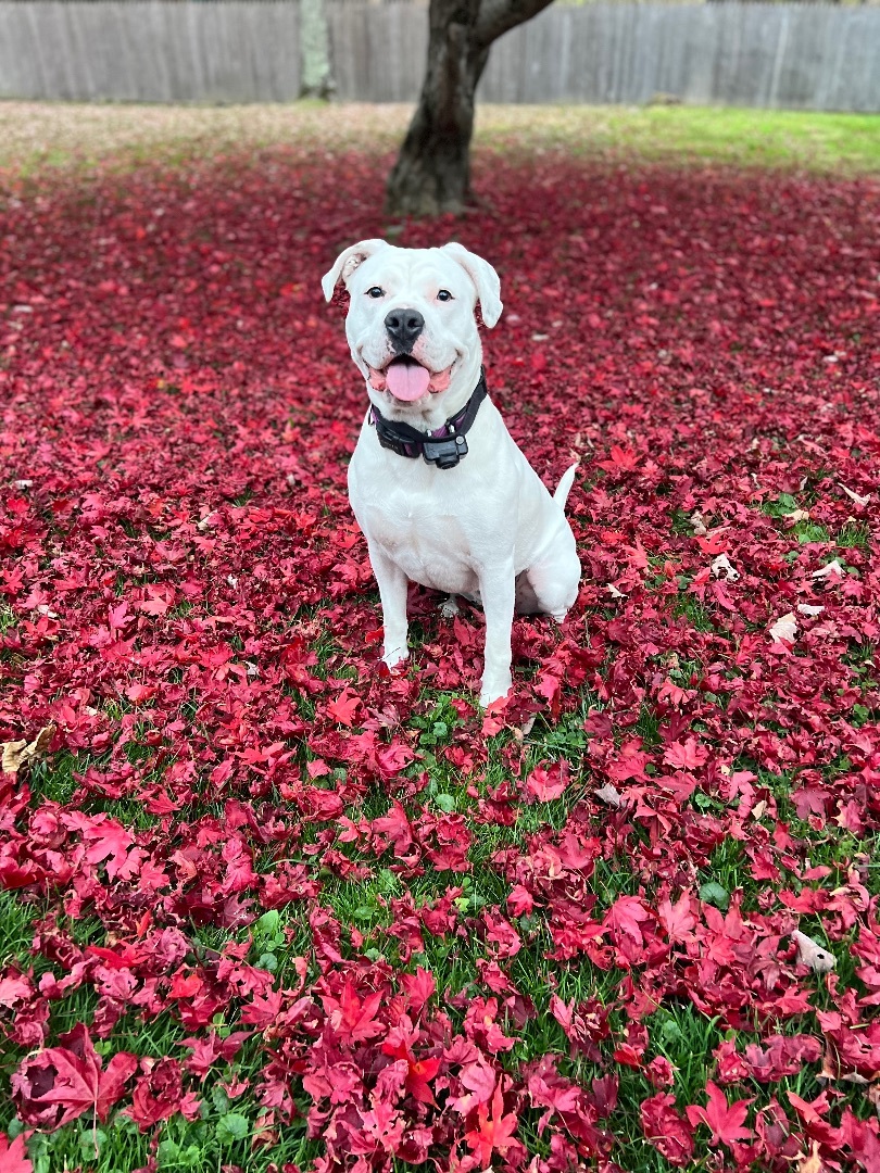 Daisy, an adoptable American Bulldog in Hillsdale, NY, 12529 | Photo Image 5
