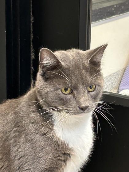 Enlarge Grayson, a ADOPTABLE mixed breed in Hamilton, MT image 4/5