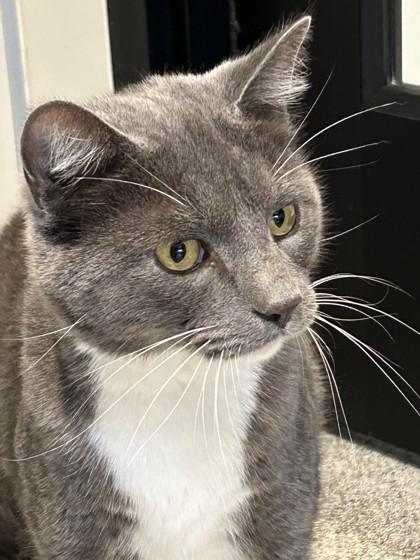 Enlarge Grayson, a ADOPTABLE mixed breed in Hamilton, MT image 1/5