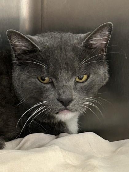 Enlarge Grayson, a ADOPTABLE mixed breed in Hamilton, MT image 5/5
