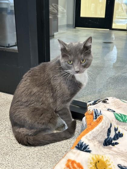 Enlarge Grayson, a ADOPTABLE mixed breed in Hamilton, MT image 2/5