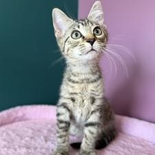 Enlarge Oopsie, a ADOPTABLE Domestic Short Hair in Sweetwater, TN image 3/6