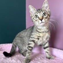 Enlarge Oopsie, a ADOPTABLE Domestic Short Hair in Sweetwater, TN image 1/6