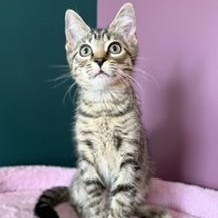 Enlarge Oopsie, a ADOPTABLE Domestic Short Hair in Sweetwater, TN image 6/6