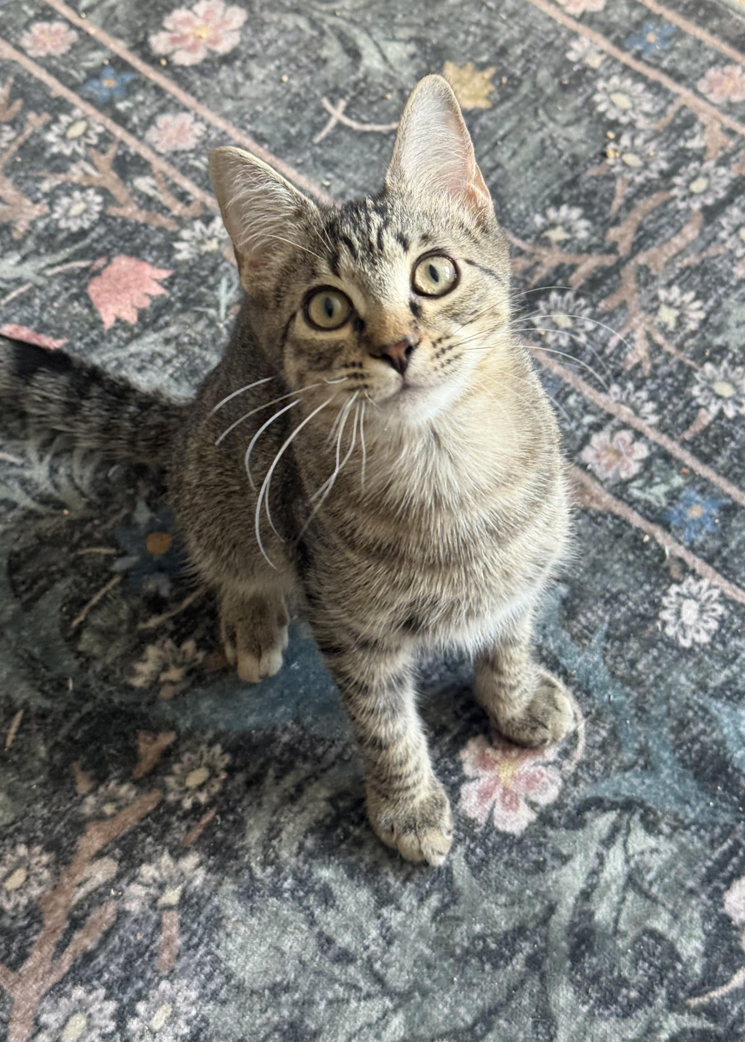 Enlarge Oopsie, a ADOPTABLE Domestic Short Hair in Sweetwater, TN image 2/6