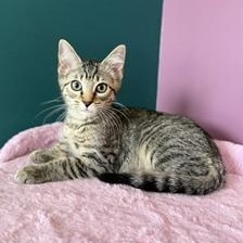 Enlarge Oopsie, a ADOPTABLE Domestic Short Hair in Sweetwater, TN image 5/6